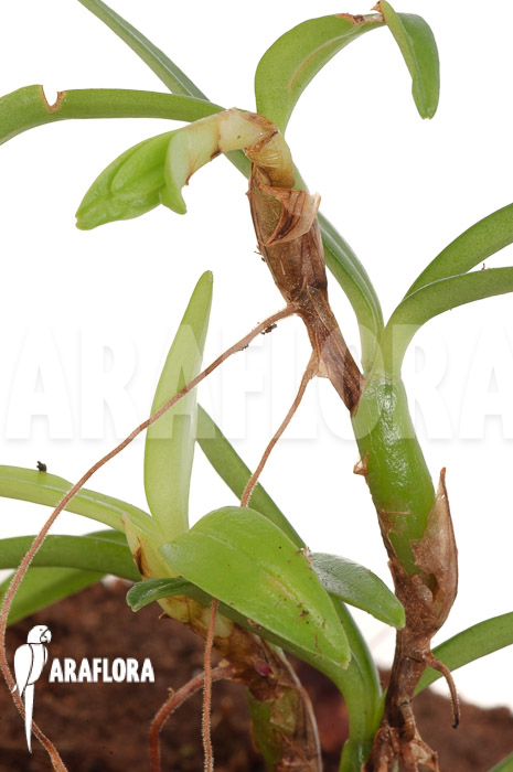 Mediocalcar umboiense