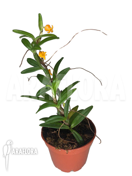 Mediocalcar umboiense