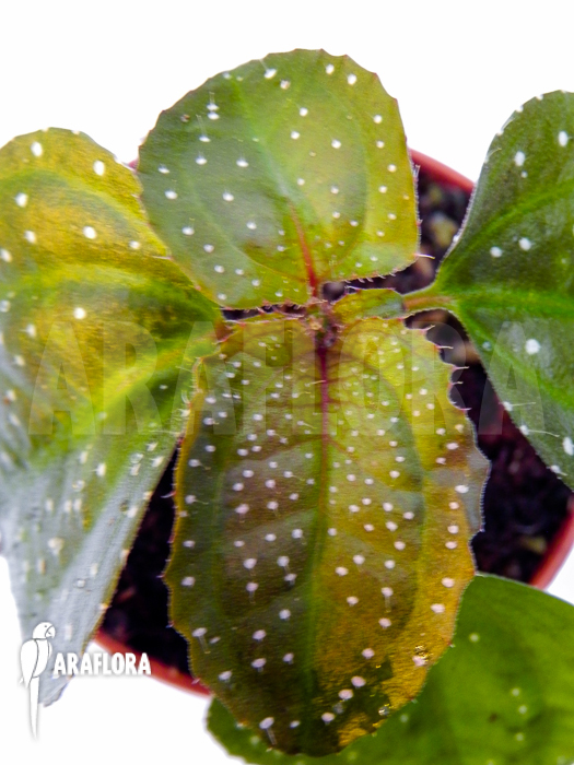 Melastomataceae species spotted