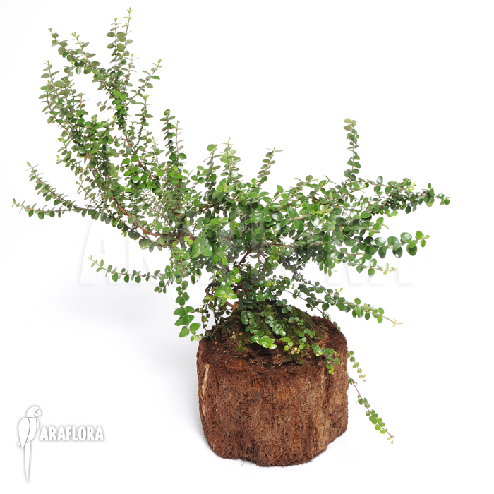 Metrosideros carmineus &lsquo;L&rsquo;