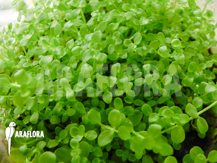 Micranthemum species &lsquo;FV01&rsquo;