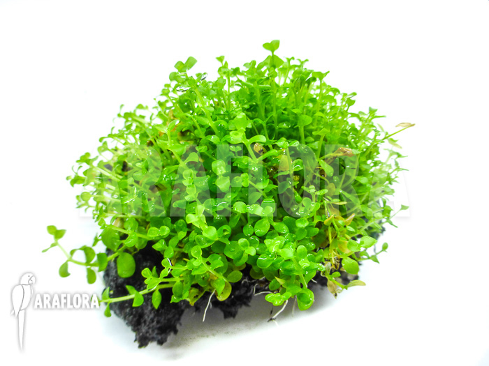 Micranthemum species &lsquo;FV01&rsquo;