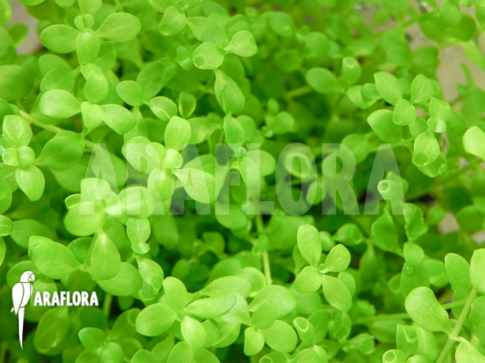 Micranthemum species &lsquo;FV01&rsquo;