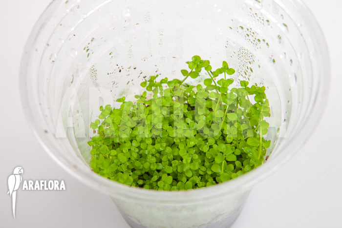 Micranthemum species &lsquo;FV01&rsquo;