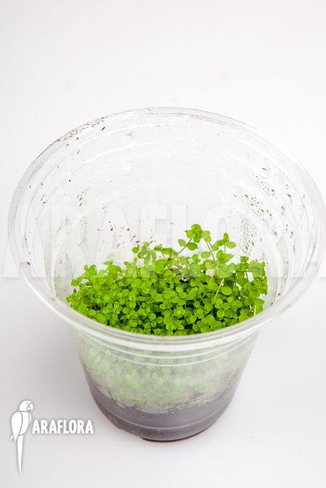 Micranthemum species &lsquo;FV01&rsquo;