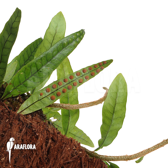 Microgramma lycopodioides