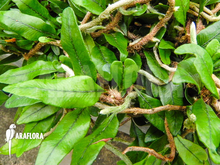 Microgramma squamulosa