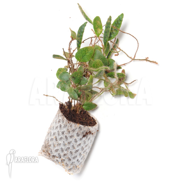 Microgramma tecta  var. nana