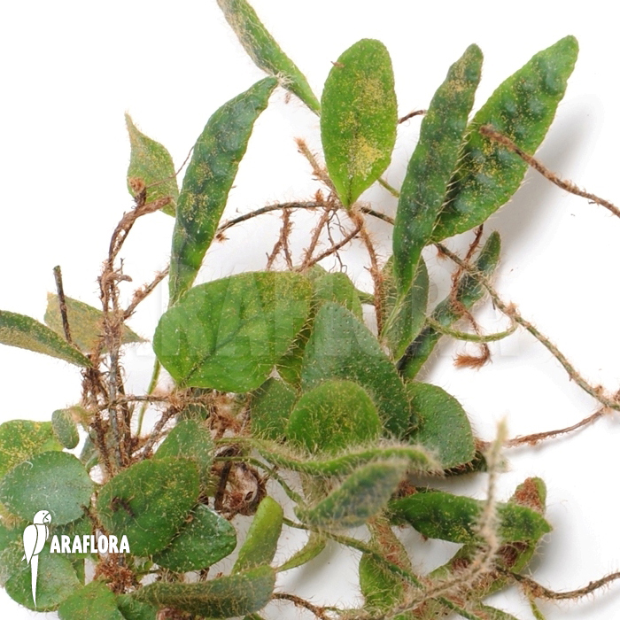 Microgramma tecta  var. nana