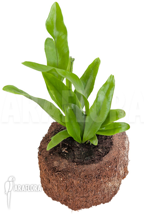 Microsorum punctatum