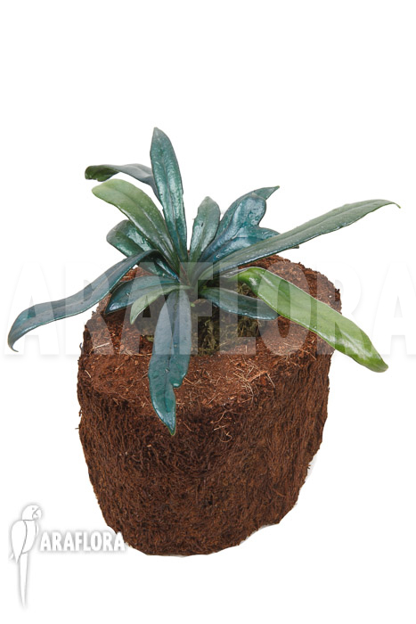 Microsorum steerei &lsquo;Thailandicum&rsquo;