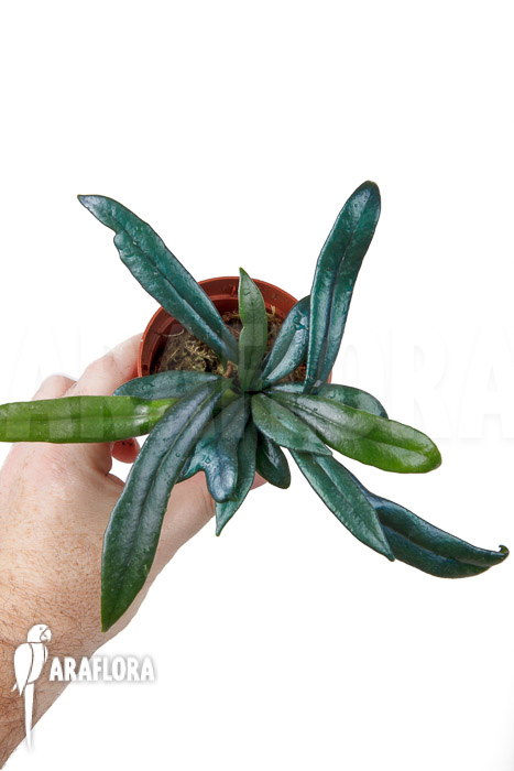 Microsorum steerei &lsquo;Thailandicum&rsquo;