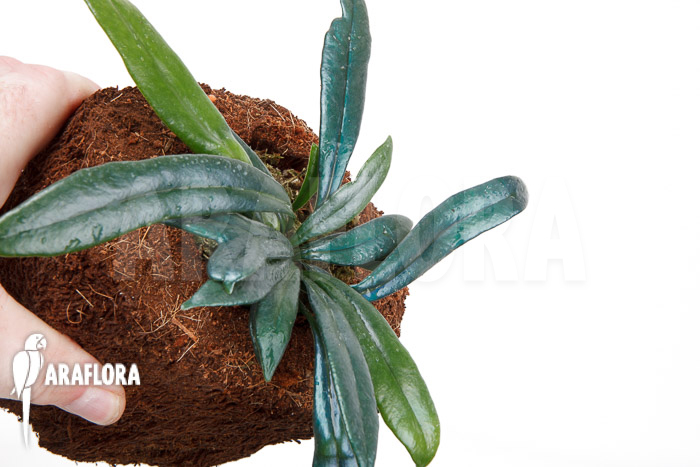 Microsorum steerei &lsquo;Thailandicum&rsquo;