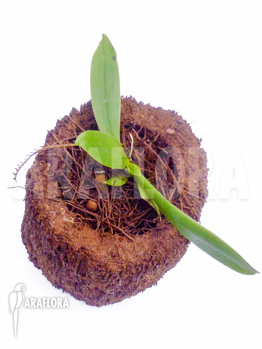 Microterangis hildebrandtii