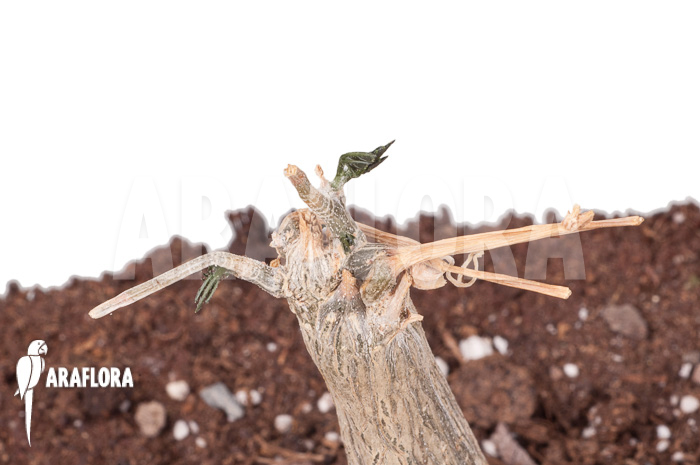 Momordica-rostrata-3