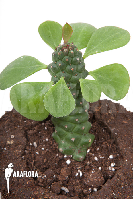 Monadenium &lsquo;Ritchii&rsquo;