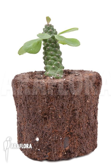 Monadenium &lsquo;Ritchii&rsquo;