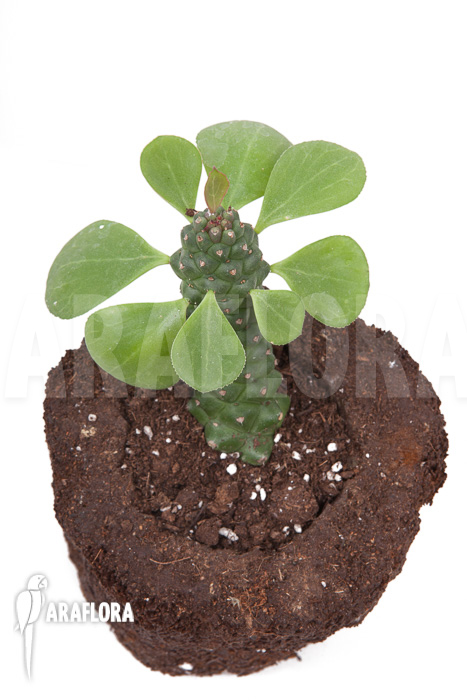 Monadenium &lsquo;Ritchii&rsquo;