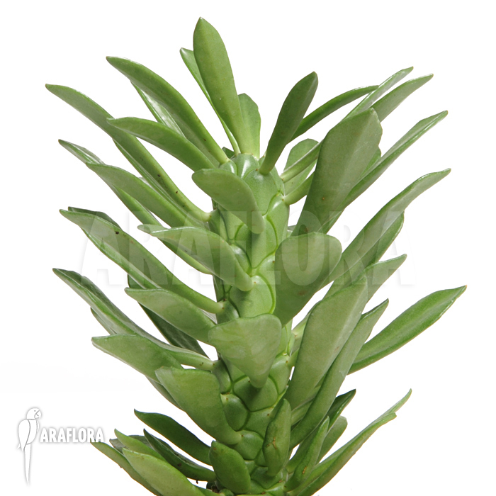 Monadenium stapeliadodes