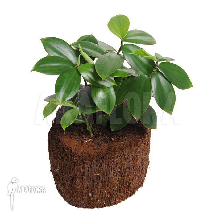 Monocostus uniflorus