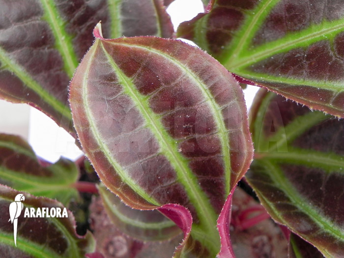 Monolena primuliflora &lsquo;L&rsquo;