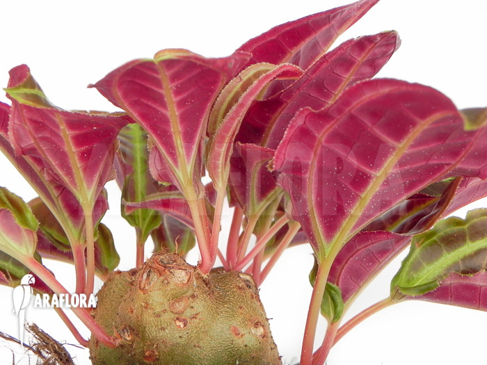 Monolena primuliflora &lsquo;L&rsquo;