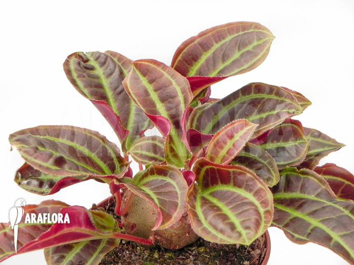 Monolena primuliflora &lsquo;L&rsquo;