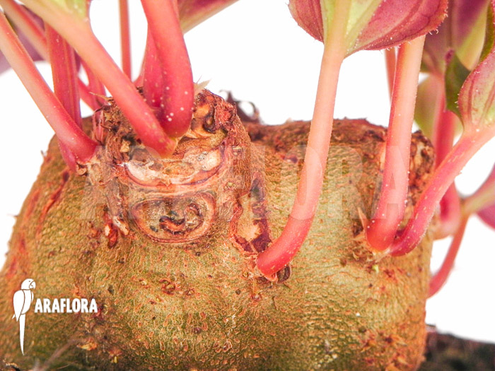 Monolena primuliflora &lsquo;L&rsquo;