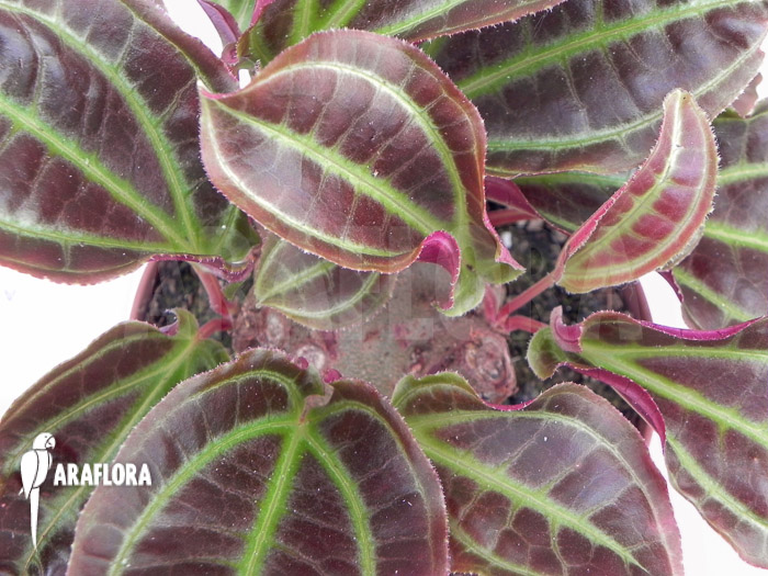 Monolena primuliflora &lsquo;L&rsquo;