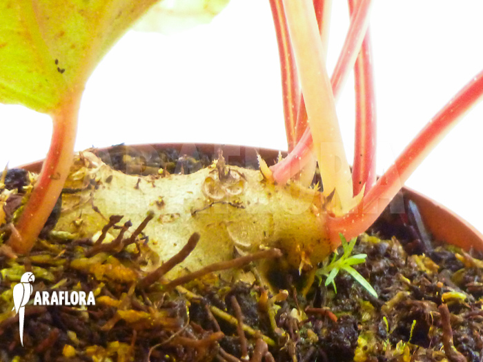 Monolena primuliflora bulb