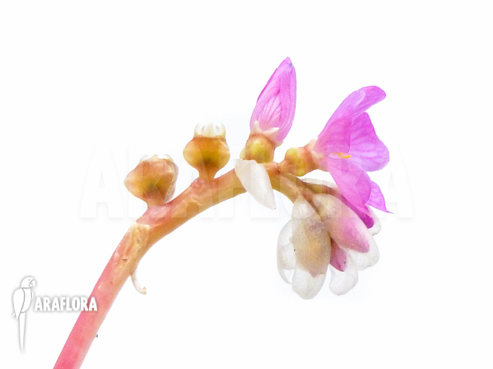 Monolena primuliflora flower