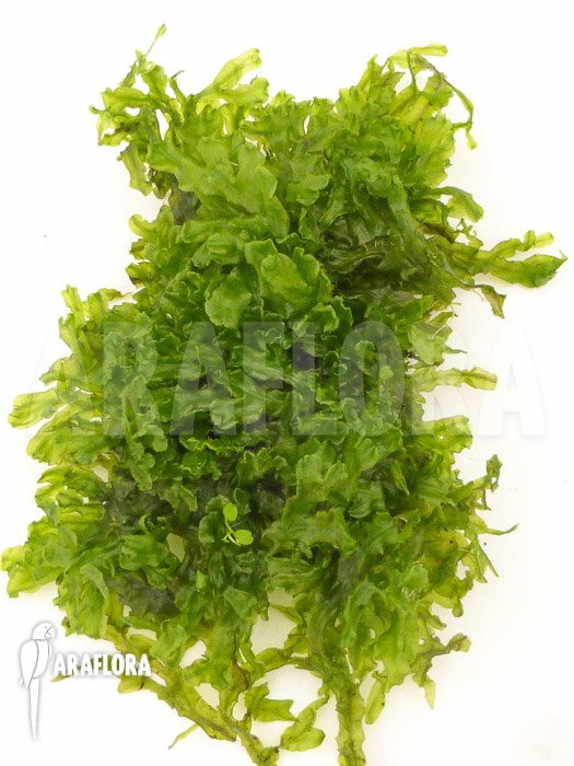 Tropical Pellia moss Monosolenium tenerum
