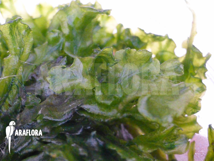 Tropical Pellia moss Monosolenium tenerum