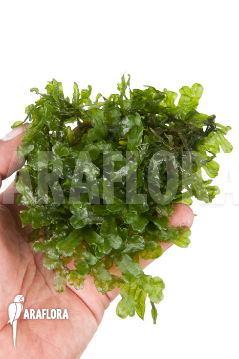 Monosolenium tenerum