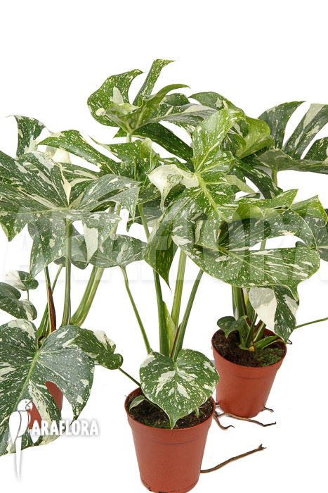 Monstera &lsquo;Thai Constellation&rsquo; &lsquo;M&rsquo;