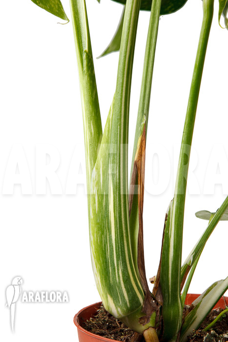 Monstera &lsquo;Thai Constellation&rsquo; &lsquo;M&rsquo;