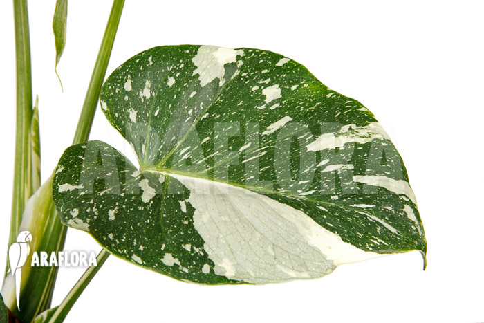 Monstera &lsquo;Thai Constellation&rsquo; &lsquo;M&rsquo;