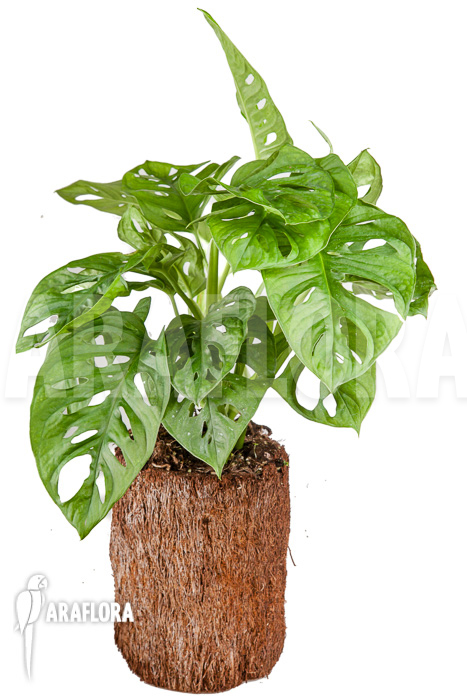Monstera adansonii &lsquo;Leichtlinii&rsquo;