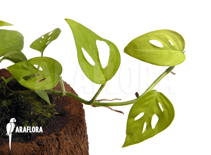 Monstera adansonii &lsquo;Mini&rsquo;