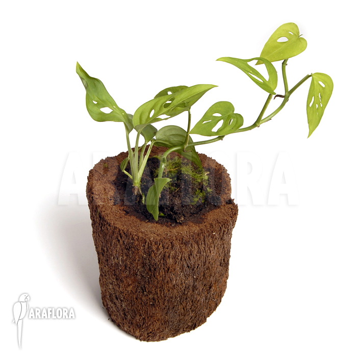 Monstera adansonii &lsquo;Mini&rsquo;