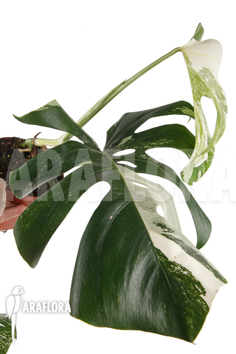 Monstera deliciosa variegata Type B &lsquo;M&rsquo;