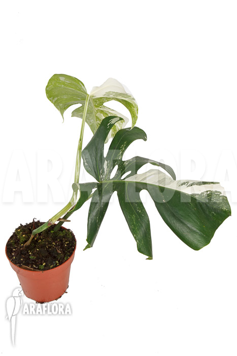 Monstera deliciosa variegata Type B &lsquo;M&rsquo;