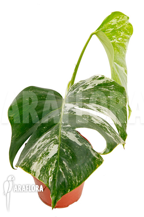 Monstera deliciosa variegata White One &lsquo;M&rsquo;