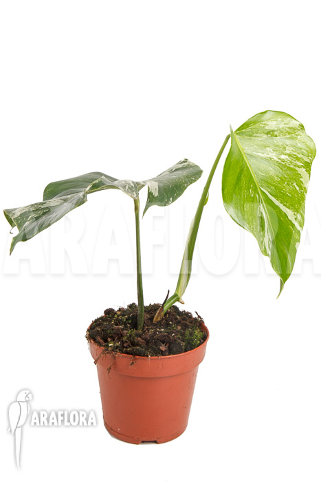Monstera deliciosa variegata White One &lsquo;M&rsquo;
