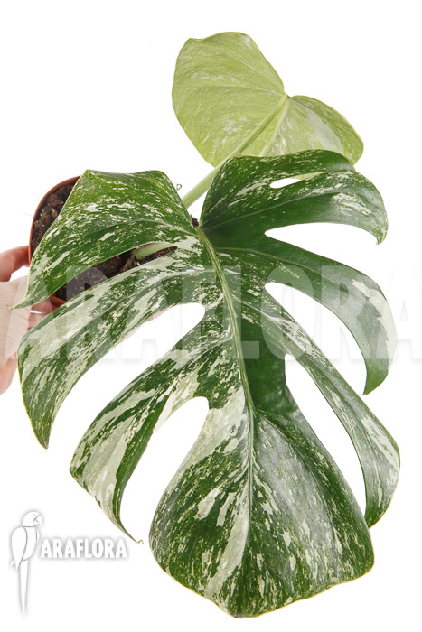 Monstera deliciosa variegata White One &lsquo;M&rsquo;
