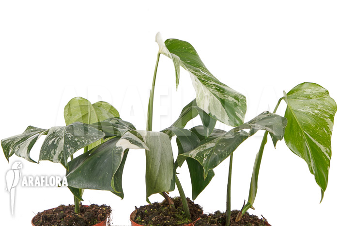 Monstera deliciosa variegata White One &lsquo;M&rsquo;