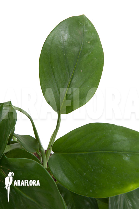 Monstera friedrichsthalii vs adansonii