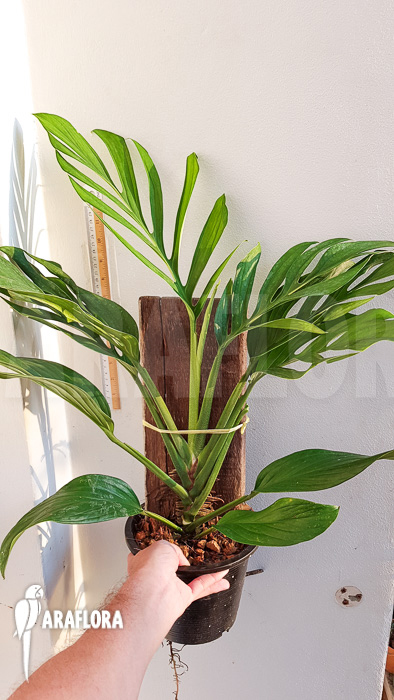 Monstera pinnatipartita