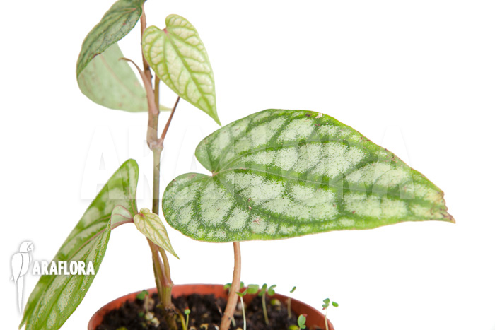 Monstera siltepecana starter