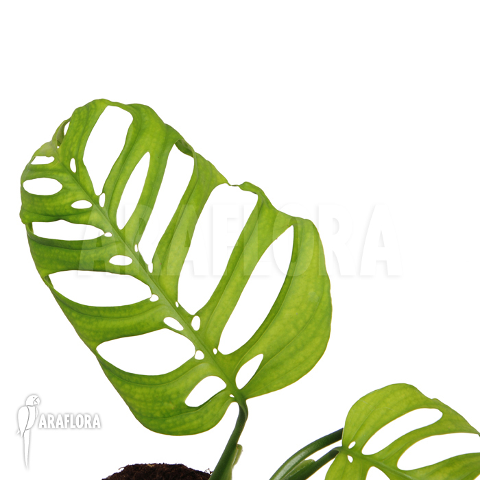 Monstera species Guatemala